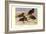 Brown and Auckland Ducks-Louis Agassiz Fuertes-Framed Art Print