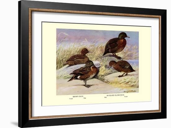 Brown and Auckland Ducks-Louis Agassiz Fuertes-Framed Art Print
