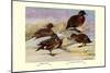 Brown and Auckland Ducks-Louis Agassiz Fuertes-Mounted Art Print