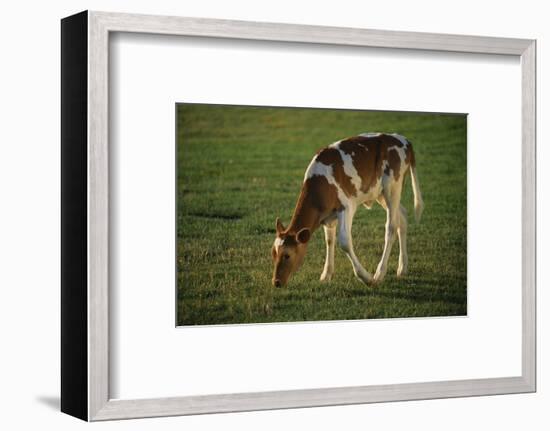 Brown and White Calf-DLILLC-Framed Photographic Print