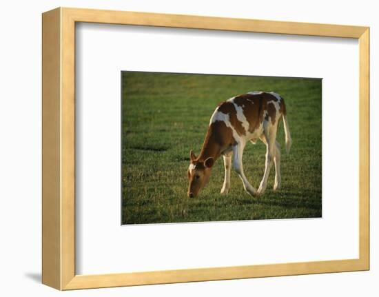 Brown and White Calf-DLILLC-Framed Photographic Print