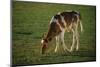 Brown and White Calf-DLILLC-Mounted Photographic Print