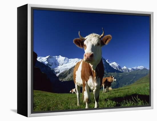 Brown and White Cow in Alpine Meadow, First, Grindelwald, Bern, Switzerland, Europe-Tomlinson Ruth-Framed Premier Image Canvas