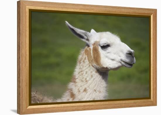 Brown and White Llama-SusanFeldberg-Framed Premier Image Canvas