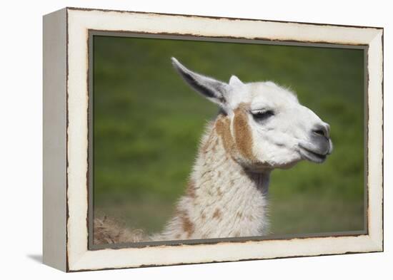 Brown and White Llama-SusanFeldberg-Framed Premier Image Canvas