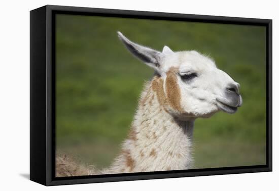 Brown and White Llama-SusanFeldberg-Framed Premier Image Canvas