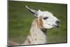 Brown and White Llama-SusanFeldberg-Mounted Photographic Print