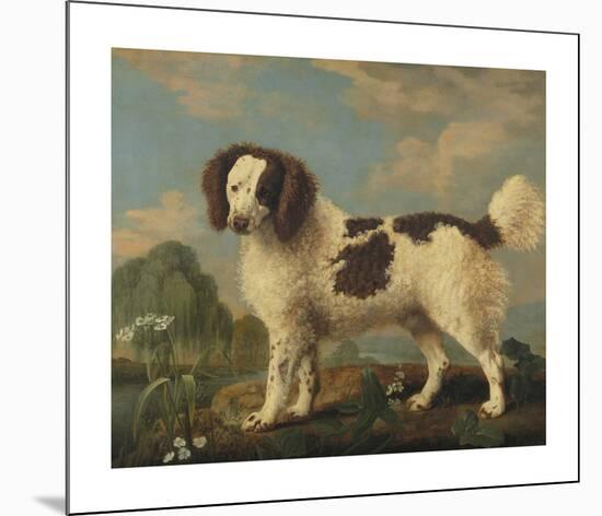 Brown and White Norfolk Spaniel-George Stubbs-Mounted Premium Giclee Print