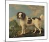 Brown and White Norfolk Spaniel-George Stubbs-Mounted Premium Giclee Print