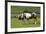 Brown and White Piebald Horse with Young Foal-null-Framed Photographic Print