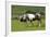 Brown and White Piebald Horse with Young Foal-null-Framed Photographic Print