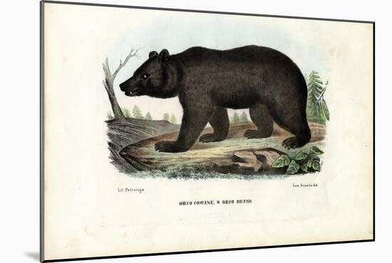 Brown Bear, 1863-79-Raimundo Petraroja-Mounted Giclee Print
