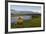 Brown Bear Along Stream at Hallo Bay in Katmai National Park-Paul Souders-Framed Photographic Print