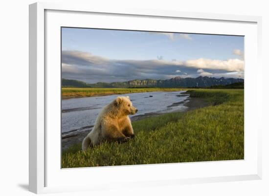 Brown Bear Along Stream at Hallo Bay in Katmai National Park-Paul Souders-Framed Photographic Print