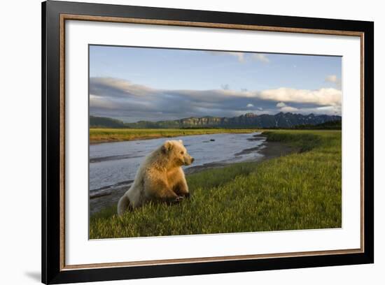 Brown Bear Along Stream at Hallo Bay in Katmai National Park-Paul Souders-Framed Photographic Print