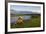 Brown Bear Along Stream at Hallo Bay in Katmai National Park-Paul Souders-Framed Photographic Print