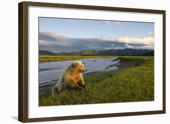 Brown Bear Along Stream at Hallo Bay in Katmai National Park-Paul Souders-Framed Photographic Print