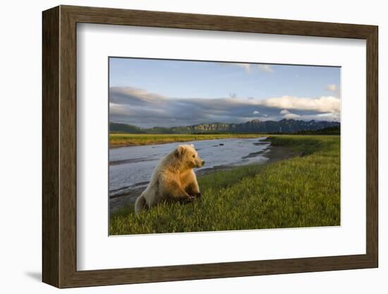 Brown Bear Along Stream at Hallo Bay in Katmai National Park-Paul Souders-Framed Photographic Print