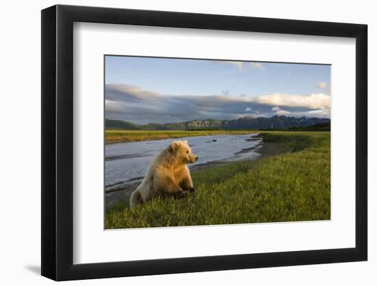 Brown Bear Along Stream at Hallo Bay in Katmai National Park-Paul Souders-Framed Photographic Print