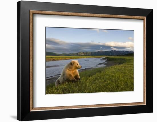 Brown Bear Along Stream at Hallo Bay in Katmai National Park-Paul Souders-Framed Photographic Print