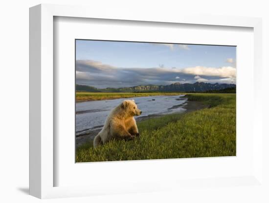 Brown Bear Along Stream at Hallo Bay in Katmai National Park-Paul Souders-Framed Photographic Print