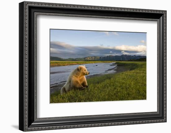 Brown Bear Along Stream at Hallo Bay in Katmai National Park-Paul Souders-Framed Photographic Print