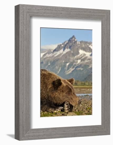 Brown Bear and Coastal Mountains, Katmai National Park, Alaska-Paul Souders-Framed Photographic Print