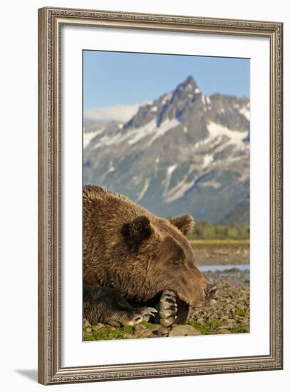 Brown Bear and Coastal Mountains, Katmai National Park, Alaska-Paul Souders-Framed Photographic Print