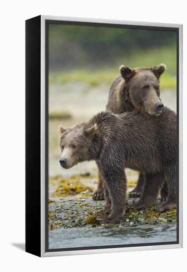 Brown Bear and Cub, Katmai National Park, Alaska-Paul Souders-Framed Premier Image Canvas
