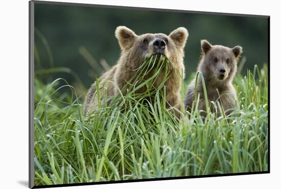 Brown Bear and Cub, Katmai National Park, Alaska-Paul Souders-Mounted Photographic Print