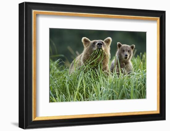 Brown Bear and Cub, Katmai National Park, Alaska-Paul Souders-Framed Photographic Print