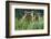 Brown Bear and Cub, Katmai National Park, Alaska-Paul Souders-Framed Photographic Print