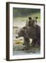 'Brown Bear and Cub, Katmai National Park, Alaska' Photographic Print ...