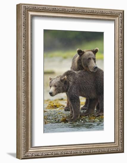 Brown Bear and Cub, Katmai National Park, Alaska-Paul Souders-Framed Photographic Print