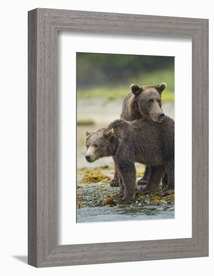 Brown Bear and Cub, Katmai National Park, Alaska-Paul Souders-Framed Photographic Print