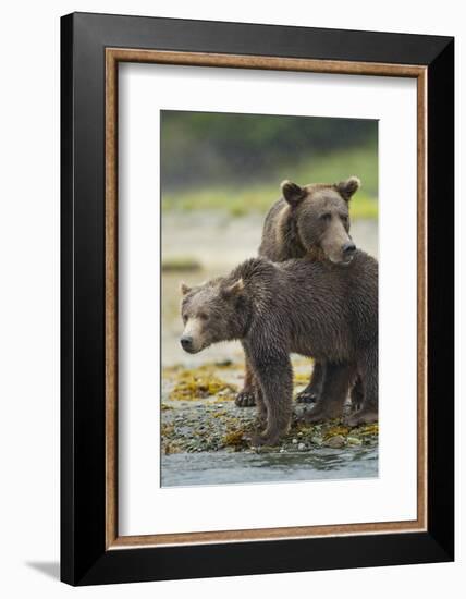 Brown Bear and Cub, Katmai National Park, Alaska-Paul Souders-Framed Photographic Print