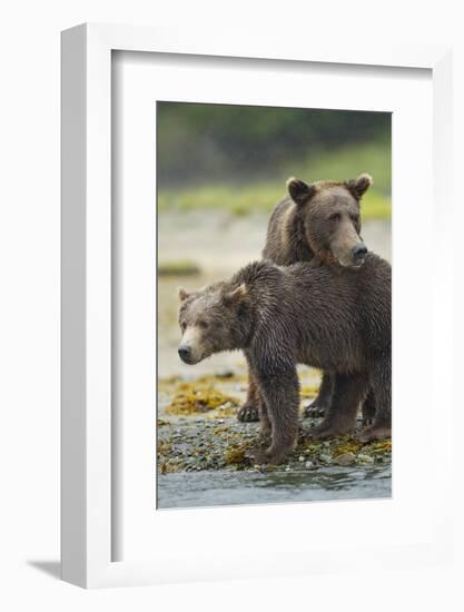 Brown Bear and Cub, Katmai National Park, Alaska-Paul Souders-Framed Photographic Print