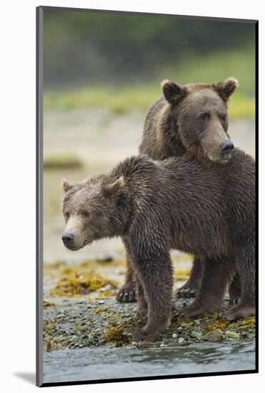 Brown Bear and Cub, Katmai National Park, Alaska-Paul Souders-Mounted Photographic Print