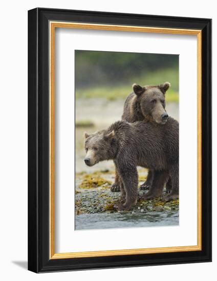 Brown Bear and Cub, Katmai National Park, Alaska-Paul Souders-Framed Photographic Print