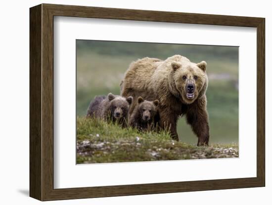 Brown Bear and Cubs II-Art Wolfe-Framed Photographic Print