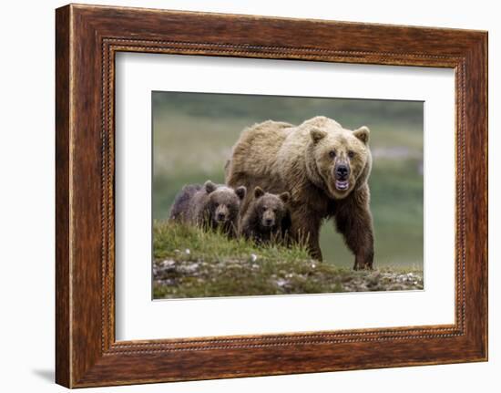 Brown Bear and Cubs II-Art Wolfe-Framed Photographic Print