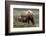 Brown Bear and Cubs II-Art Wolfe-Framed Photographic Print