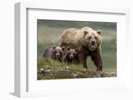 Brown Bear and Cubs II-Art Wolfe-Framed Photographic Print