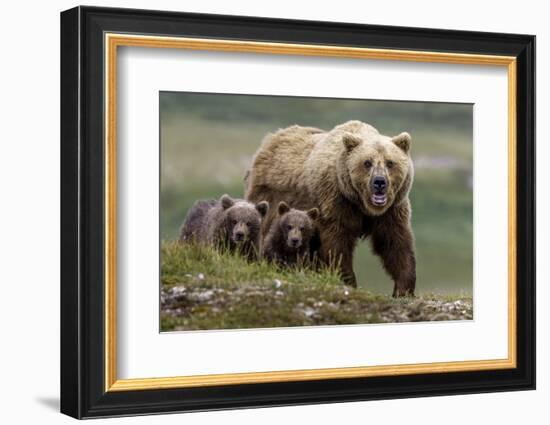 Brown Bear and Cubs II-Art Wolfe-Framed Photographic Print