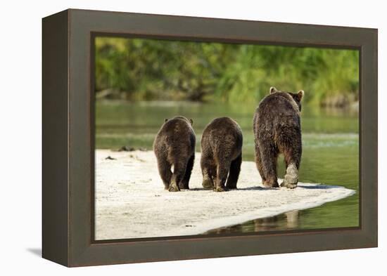 Brown Bear and Cubs, Katmai National Park, Alaska-null-Framed Premier Image Canvas