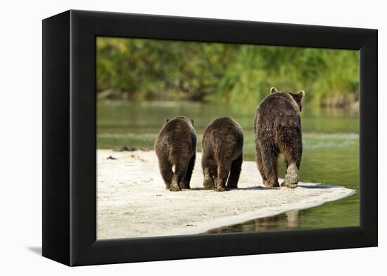 Brown Bear and Cubs, Katmai National Park, Alaska-null-Framed Premier Image Canvas