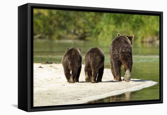 Brown Bear and Cubs, Katmai National Park, Alaska-null-Framed Premier Image Canvas