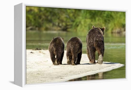 Brown Bear and Cubs, Katmai National Park, Alaska-null-Framed Premier Image Canvas