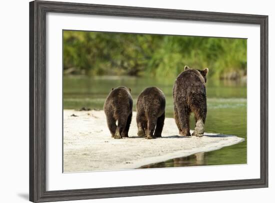 Brown Bear and Cubs, Katmai National Park, Alaska--Framed Photographic Print