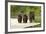 Brown Bear and Cubs, Katmai National Park, Alaska-null-Framed Photographic Print